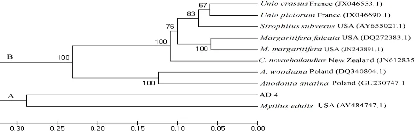 Gambar 5 Rekonstruksi pohon filogeni berdasarkan runutan 495 nukleotida COI dengan metode Neighboor-Joining, bootstrapped 1000x, model p-distance