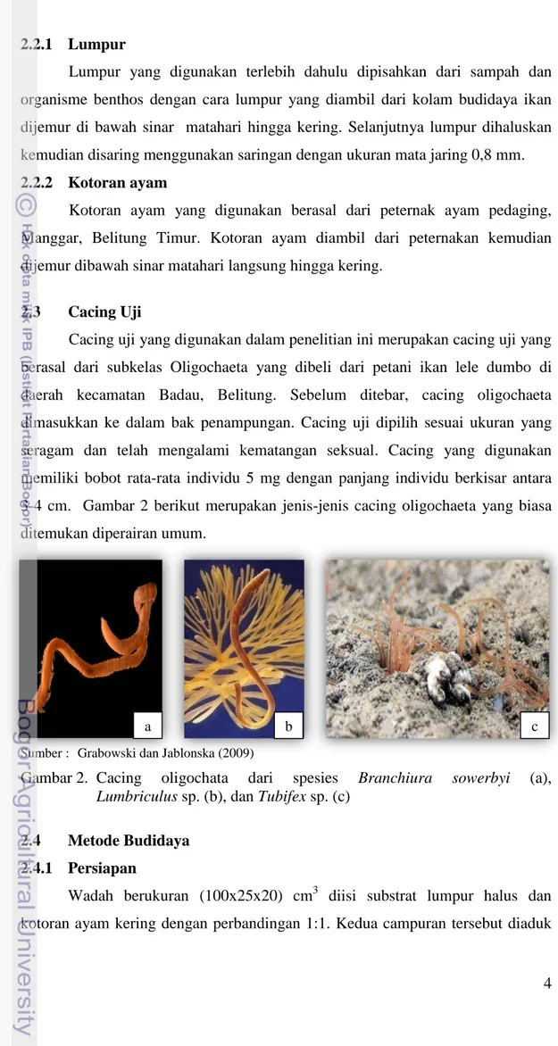Gambar 2.  Cacing  oligochata  dari  spesies  Branchiura  sowerbyi  (a),          Lumbriculus sp