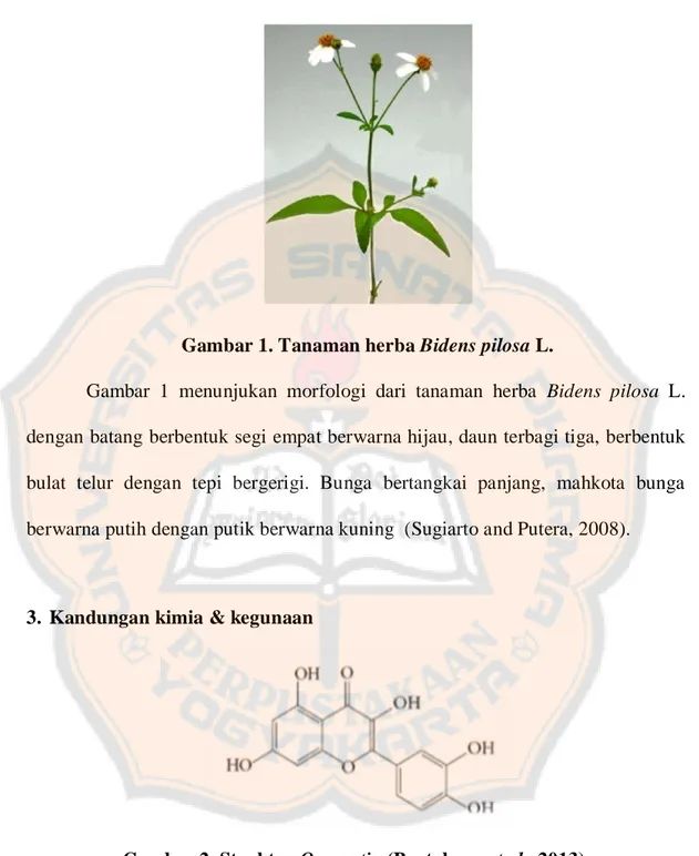 Gambar 1. Tanaman herba Bidens pilosa L.