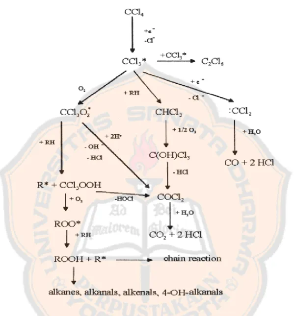 Gambar 5. Metabolisme karbon tetraklorida dengan adanya oksigen dan  molekul organik. RH menggambarkan asam lemak tak jenuh