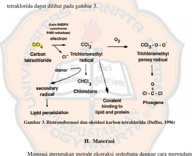 Gambar 3. Biotransformasi dan oksidasi karbon tetraklorida (Duffus, 1996) 
