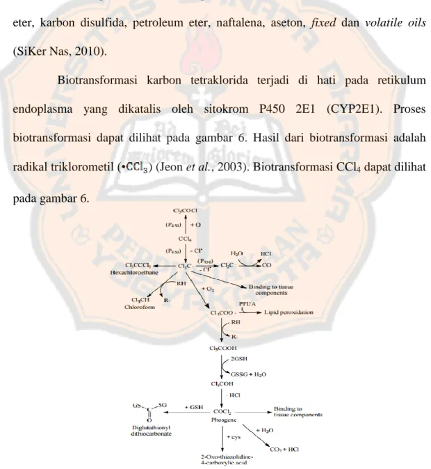 Gambar 6. Biotransformasi karbon tetraklorida  (McGregor and Lang, 1999) 