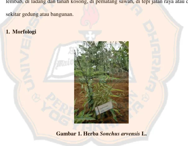 Gambar 1. Herba Sonchus arvensis L. 