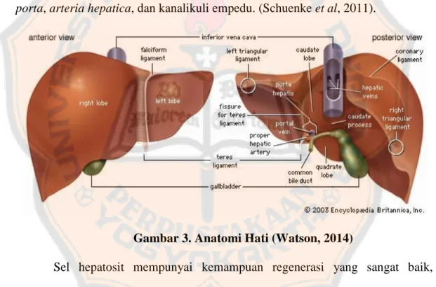 Gambar 3. Anatomi Hati (Watson, 2014) 