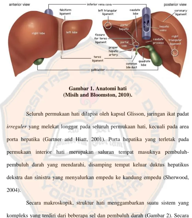 Gambar 1. Anatomi hati   (Misih and Bloomston, 2010). 