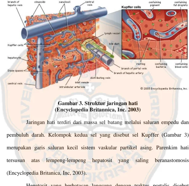 Gambar 3. Struktur jaringan hati  (Encyclopedia Britannica, Inc. 2003) 