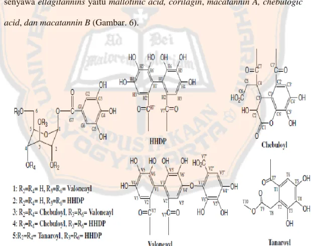 Gambar  6.  Senyawa  ellagitannins  dari  ekstrak  etanol  daun  M.  tanarius  :  mallotinic  acid  (1),  corilagin  (2),  macatannin A  (3),  chebulagic  acid  (4),  and  macatannin B (5) (Gunawan-Puteri dan Kawabata, 2010)