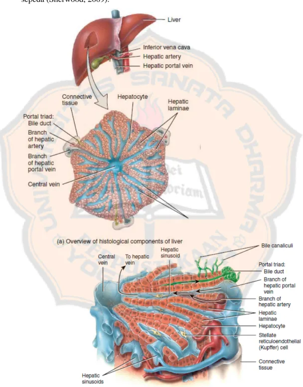 Gambar 2. Struktur mikroskopik hati (Tortora dan Derrickson, 2014)