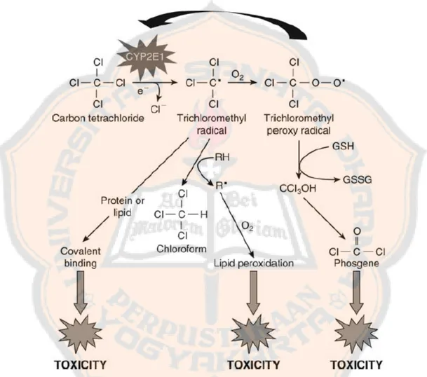 Gambar 5. Mekanisme biotransformasi dan oksidasi karbon tetraklorida  (Timbrell, 2008) 
