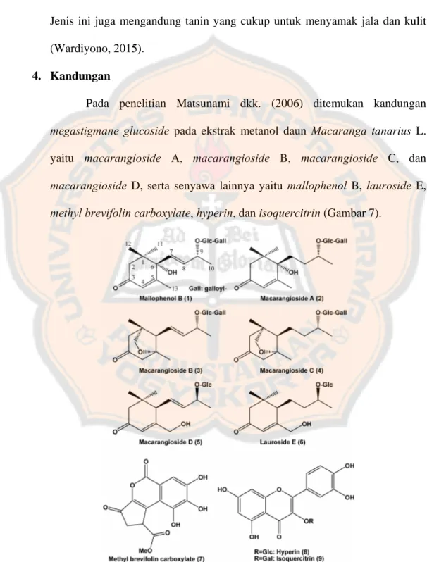 Gambar 7. Struktur kandungan senyawa daun  Macaranga tanarius L. (Matsunami dkk., 2006)