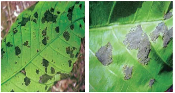 Gambar 2 Gejala serangan M. ulei pada tanaman karet (d)   Distorsi daun, terdapat lesio 