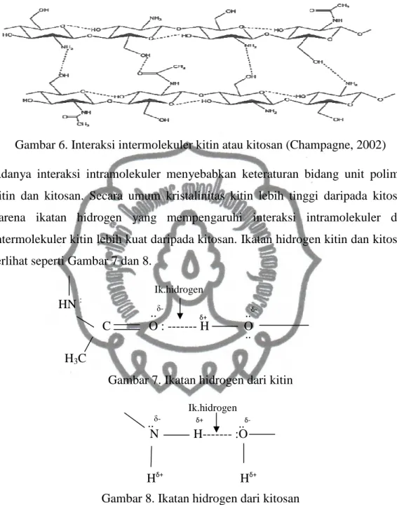 Gambar 6. Interaksi intermolekuler kitin atau kitosan