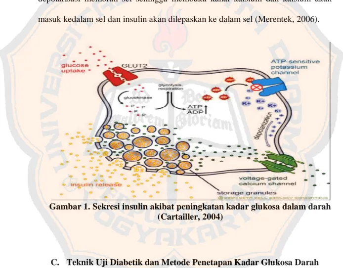 Gambar 1. Sekresi insulin akibat peningkatan kadar glukosa dalam darah  (Cartailler, 2004) 