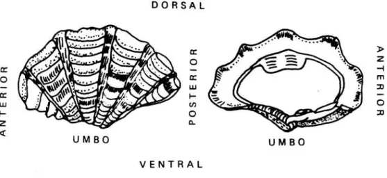 Gambar 1.  Sketsa morfologi cangkang atau shell (ROSEWATER 1965). 