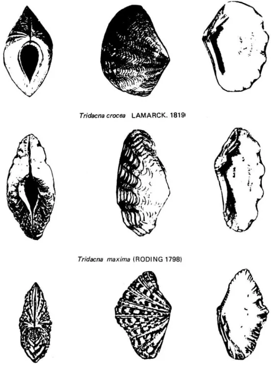 Gambar 3a.   Jenis-jenis dari suku Tridacnidae (Tridacna crocea, T. maxima dan  Hippopus hippopus)