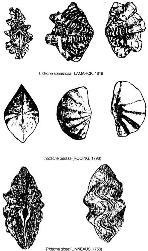 Gambar 3b.  Jenis-jenis dari suku Tridacnidae (T. squamosa, T. derasa dan T. gigas). 
