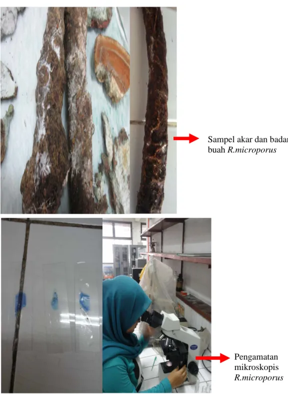 Gambar 8.  Pengamatan  R. microporus di Laboratorium Penyakit Tumbuhan  Fakultas Pertanian Universtas Sumatera Utara 