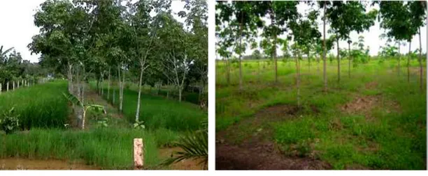 Gambar  3.  Pertumbuhan  tanaman  karet  pola  tumpangsari  karet-padi  dan  karet  monokultur  di  daerah  pasang surut Air Sugihan, Sumatera Selatan 