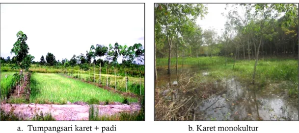 Gambar 3.  Pertumbuhan  tanaman  karet  pola  tumpangsari  karet-padi  dan  karet  monokultur  di  daerah  pasang surut Air Sugihan, Sumatera Selatan