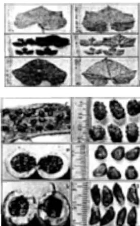 Gambar  1.  Morfologi  Daun  Buah  dan  Biji  Tanaman  :  T  cucumerina  var.  anguina  (a-d),  T