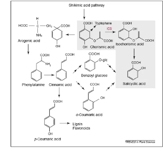 Gambar 4. Lintasan biosintesis asam salisilat (Metraux, 2002). 