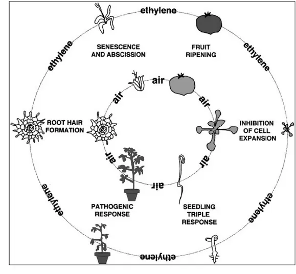 Gambar 5.Pengaruh etilen terhadap pertumbuhan dan perkembangan tanaman :  (searah jarum jam dari atas ) mendorong pematangan buah,  penghambatan dalam ekspansi sel, menyebabkan triple response  (pembelokan ujung apikal, pembengkokan radial dari hipokotil d
