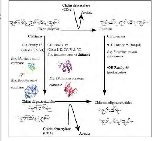 Gambar 3. Proses dan enzim yang terlibat dalam degradasi senyawa  kitin   (Sumber : Ubhayasekera, 2005)  