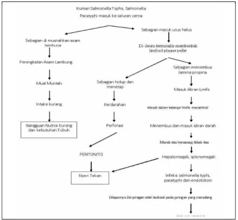 Gambar 1. Patofisiologi Kuman Salmonella Typhi dan Salmonella Paratyphi  (1)