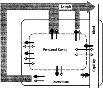 Gambar 2. Skema transportasi molekul pada peritoneum. 