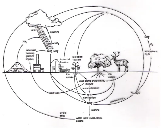 Gambar 1. Daur nitrogen di alam (Bidwell, 1978) 