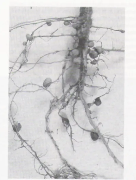 Gambar 2. Bintil akar pada akar tanaman kedelai (Glycine max)                                               (Taiz &amp; Zieger, 1998) 