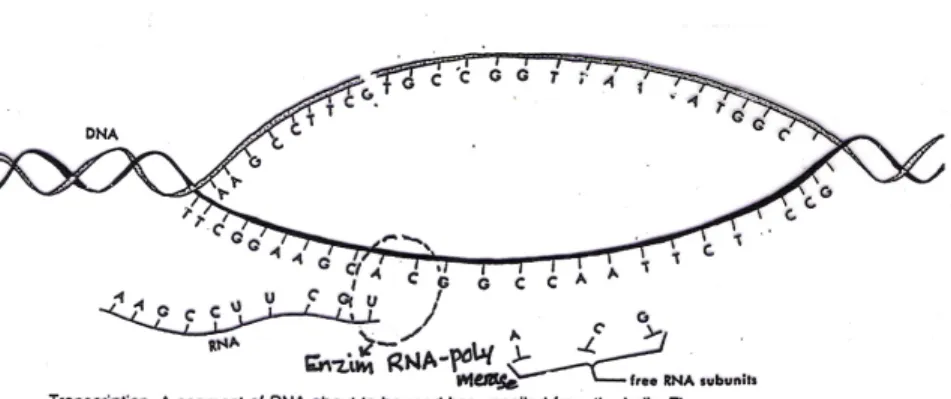 Gambar 8. Proses transkripsi dari molekul DNA dengan katalisator enzim                    RNA-polimerase (Bidwell, 1978) 