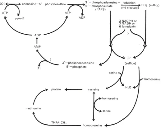 Gambar 11. Lintasan tentatif reduksi sulfat menjadi sistein dan methionin                                (Taiz &amp; Zieger, 1998)   