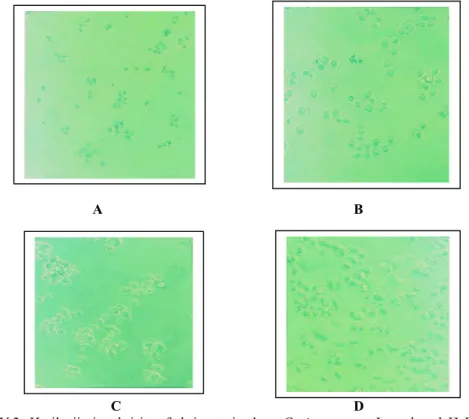 Gambar  V.2.  Hasil  uji  sitotoksisitas  fraksi  protein  daun  Carica  papaya  L.  pada  sel  HeLa  dengan  waktu  inkubasi 48 jam sebelum  pemberian MTT  (perbesaran   150 x)