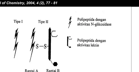 Gambar 1 Model dua tipe RIP. RIP tipe 1 dan rantai A RIP tipe 2 merupakan polipeptida dengan aktivitas N- N-glikosidase, sedangkan rantai B merupakan polipeptida dengan aktivitas lektin