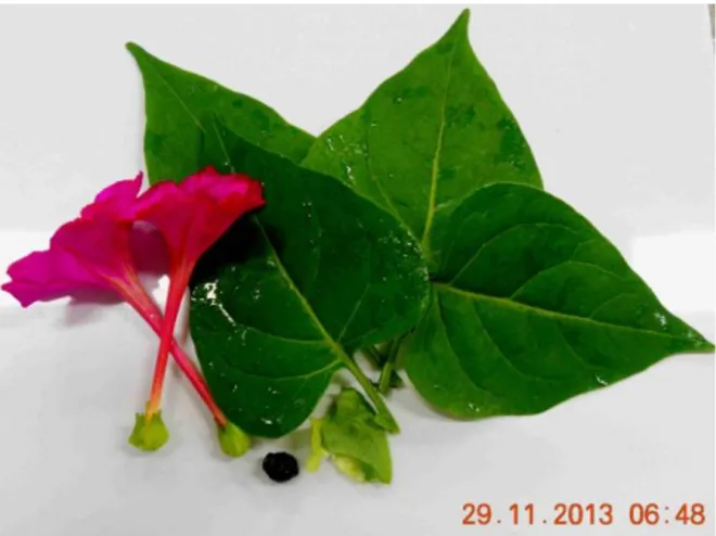Gambar 3. Bunga, daun, dan biji Mirabilis jalapa L. (dokumentasi pribadi) 