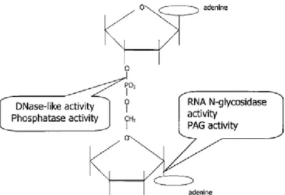 Gambar 2. Gambaran skematik dari aktivitas RNA N-glikosidase, aktivitas PAG, dan dugaan  aktivitas DNAse dari RIP(diadaptasi dari Peumans, dkk., 2001)