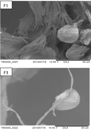 Gambar  5.  Morfologi  dari  mikrosfer  ovalbumin-alginat  F1  dan  F3  dengan  menggunakan SEM