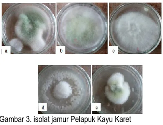 Tabel  1.  Hasil  karakterisasi  isolat  jamur  Pelapuk Kayu Karet 
