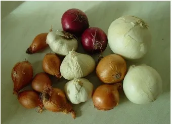 Gambar 1. Bawang merah, bawang putih, danbawang bombay