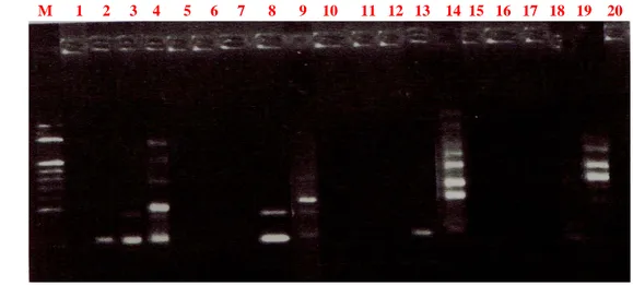 Gambar 17.  Hasil PCR pada kayu 