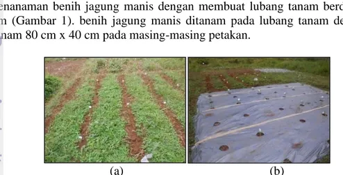 Gambar  1      Alur  tanam  pada  perlakuan  biomulsa  (a)  Lubang  tanam  pada perlakuan MPHP (b) pada penanaman jagung manis  