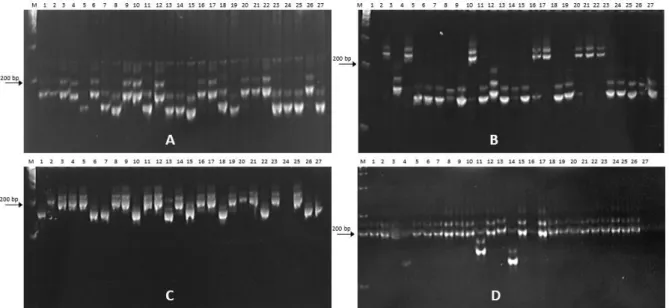 Gambar  1.  Elektroforegram  pola  pita  DNA  yang  dihasilkan  marka  SATT308  (A),  SATT463  (B),  SATT249 (C) dan SATT063 (D) yang dimigrasikan pada gel poliakrilamid