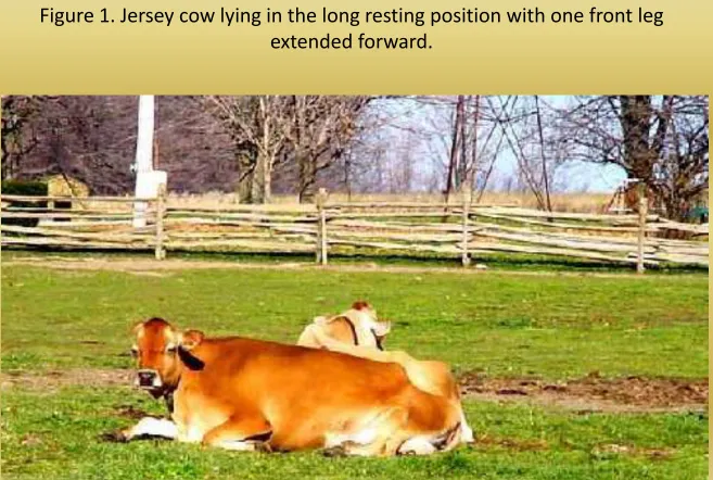 Figure 1. Jersey cow lying in the long resting position with one front leg 