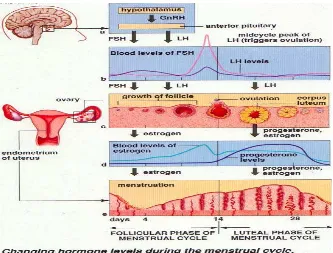 Gambar 2.2 Perubahan struktur dan hormonal selama siklus menstruasi 