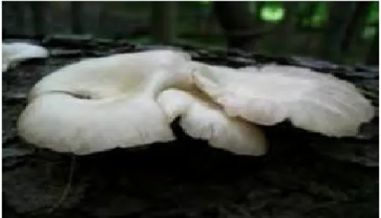 Gambar 1 Jamur tiram   Limbah Padat Sludge Industri Kertas 