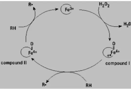 Gambar    7  Siklus  katalitik  Lignin  peroksidase,  ion  Fe  berada  pada heme  