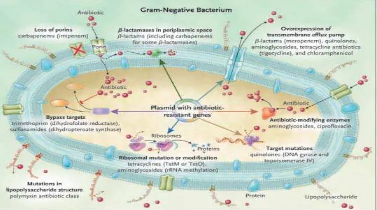 Gambar 1. Mekanisme resistensi kuman Gram negatif (Peleg & Hooper, 2010) 