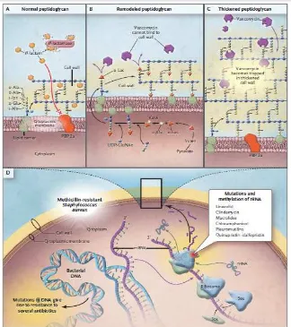 Gambar 2. Mekanisme resistensi kuman Gram positif (Arias & Murray, 2009)
