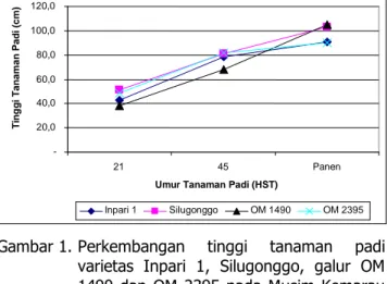 Gambar 2. Perkembangan  tinggi  tanaman  padi  varietas  Inpari  1,  Silugonggo,  galur  OM  1490,  OM  2395  dan  B11283  pada  Musim  Hujan (MT I) 2009/10 